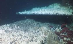 علماء يجدون صورا للحياة في العالم السفلي للأرض